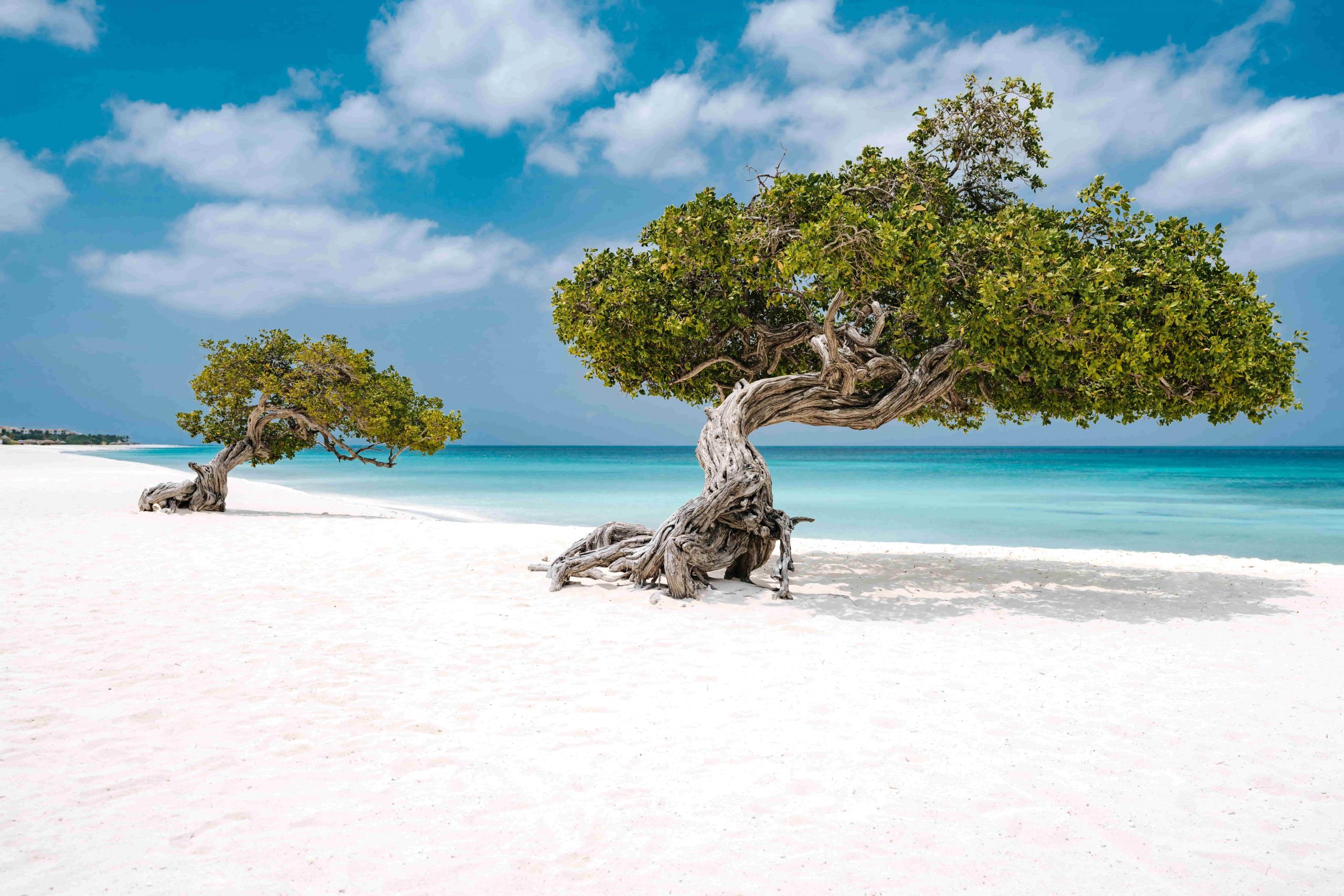 Fofoti trees Eagle Beach Aruba